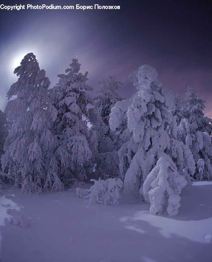 Conifer, Fir, Pine, Spruce, Wood, Plant, Tree