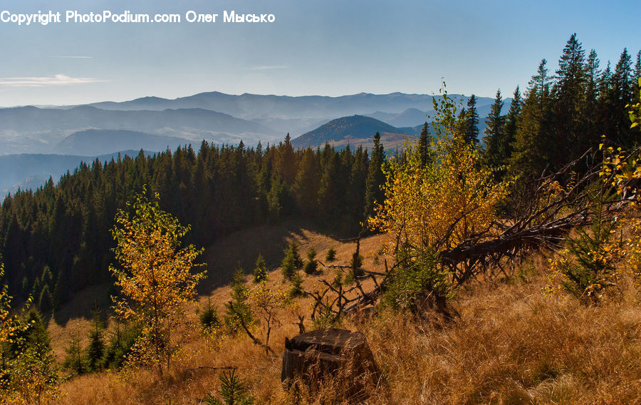 Conifer, Larch, Tree, Wood, Fir, Plant, Forest