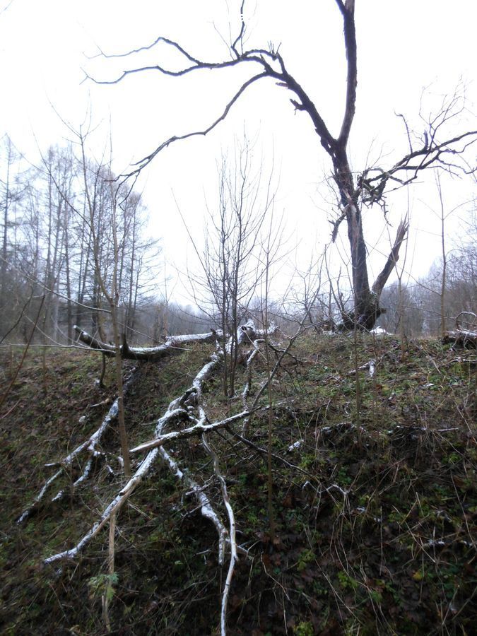 Plant, Tree, Birch, Wood, Bush, Vegetation, Forest