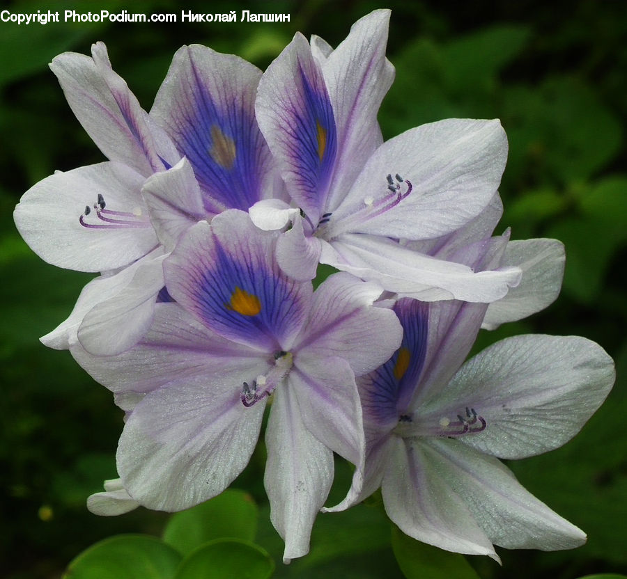 Blossom, Flora, Flower, Geranium, Plant, Violet, Crocus
