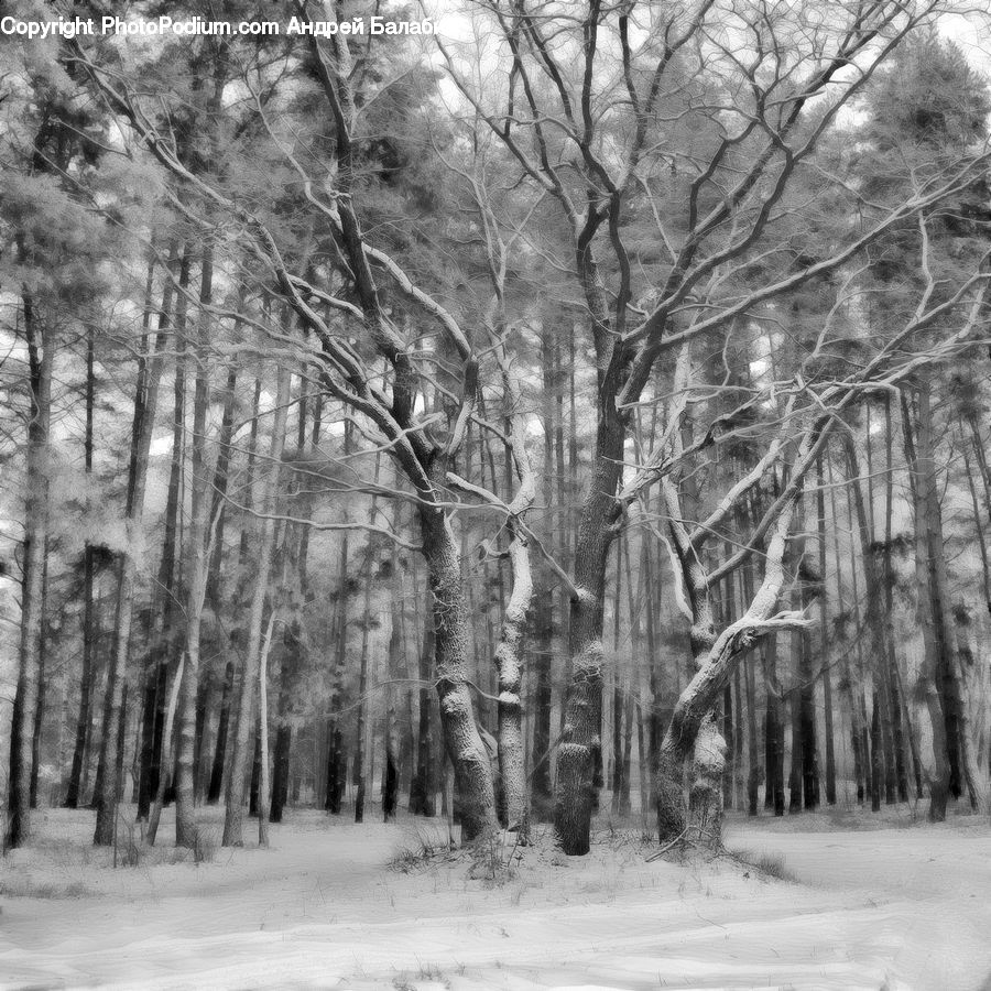 Forest, Vegetation, Grove, Land, Ice, Outdoors, Snow