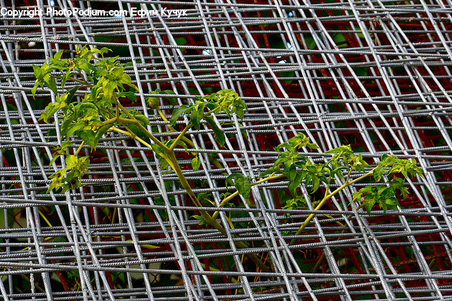Construction, Scaffolding, Produce, Vegetable, Plant, Herbal, Herbs