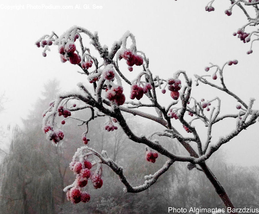 Blossom, Flora, Flower, Plant, Fruit, Raspberry, Cherry Blossom