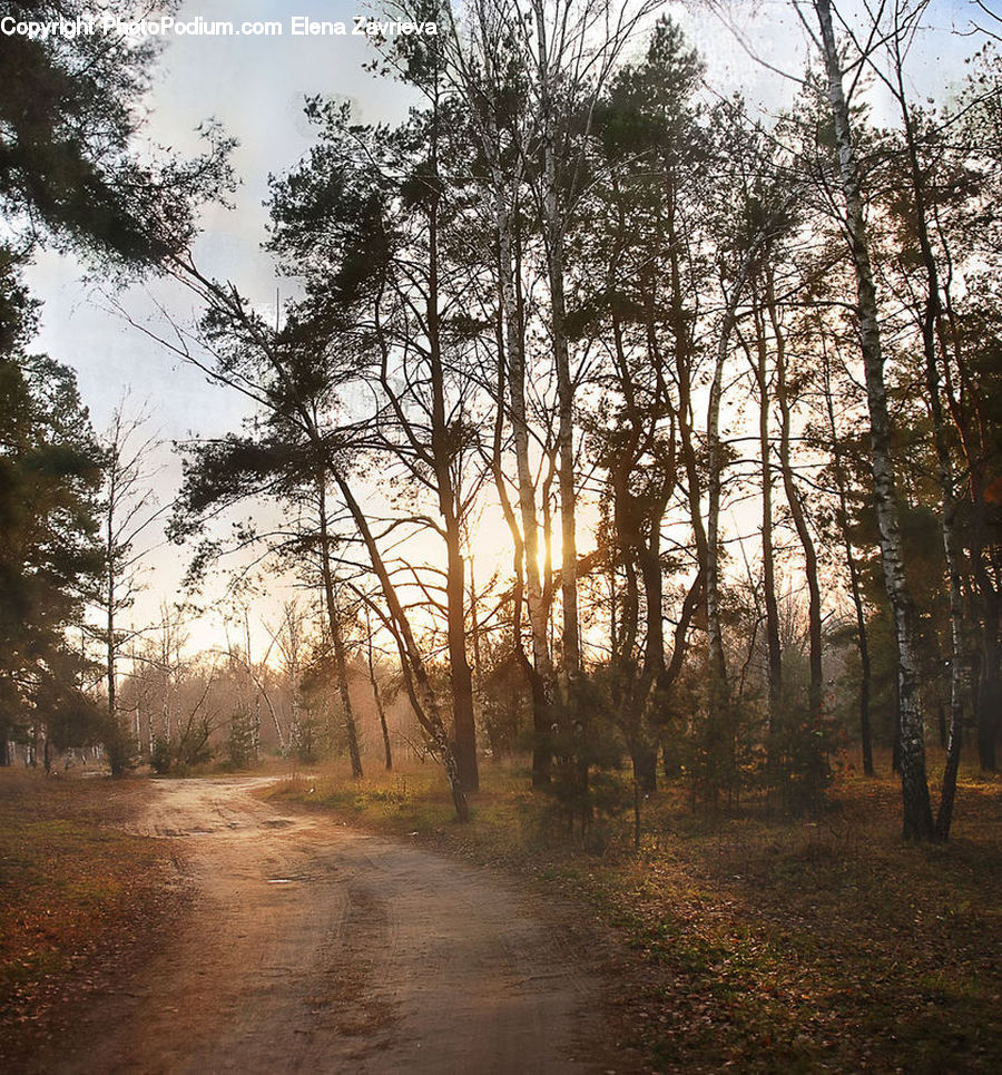 Dirt Road, Gravel, Road, Forest, Vegetation, Plant, Tree