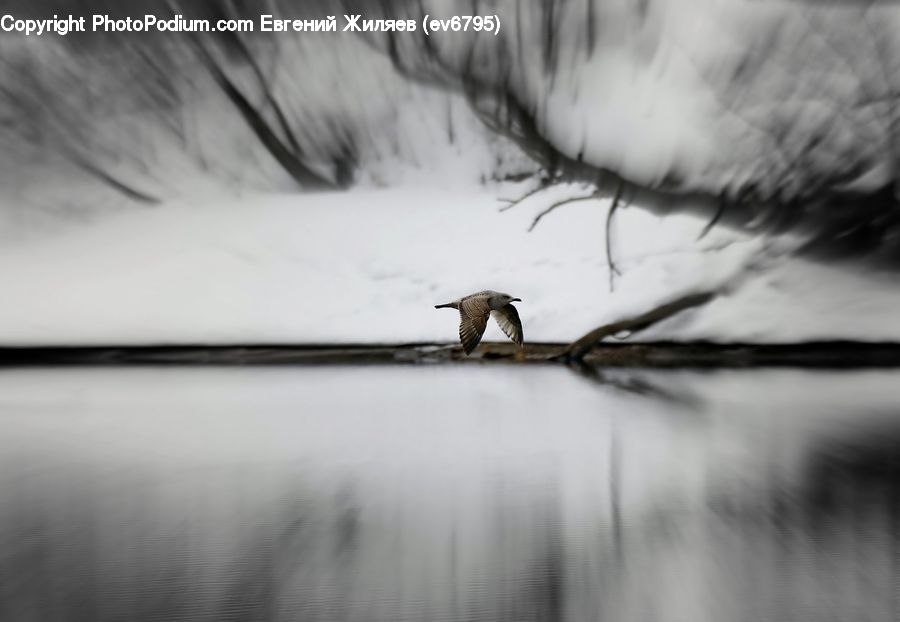 Wire, Bird, Seagull, Beak, Arctic, Ice, Outdoors