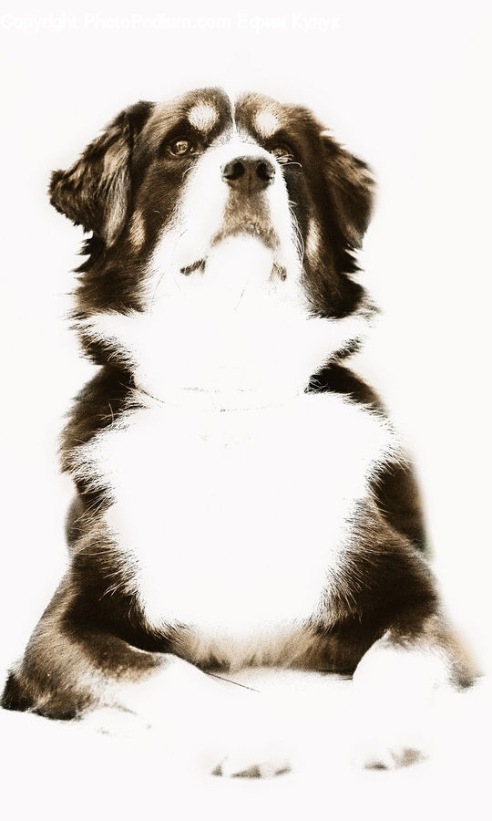 Animal, Canine, Collie, Dog, Mammal, Pet, Cocker Spaniel