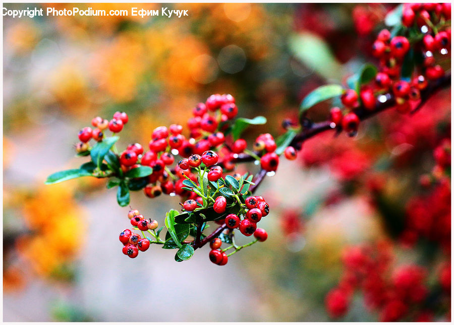 Bush, Plant, Vegetation, Blossom, Flora, Flower, Cherry Blossom
