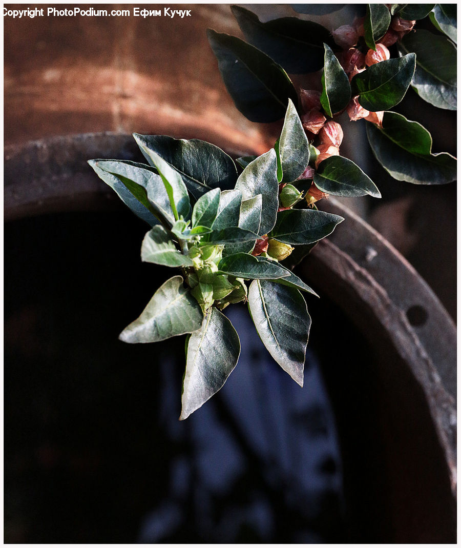 Floral Design, Flower, Flower Arrangement, Flower Bouquet, Ikebana, Ivy, Plant