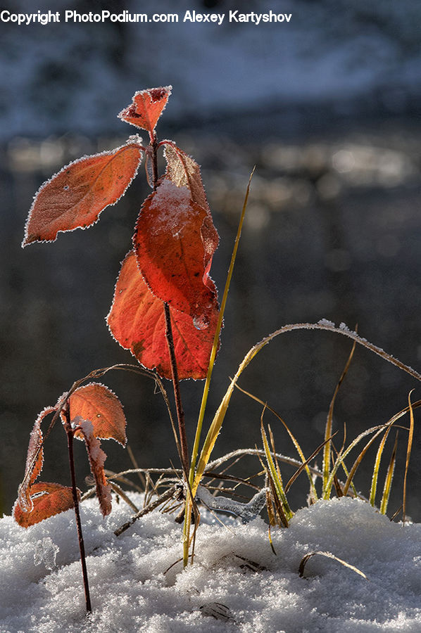 Frost, Ice, Outdoors, Snow, Blossom, Flora, Flower