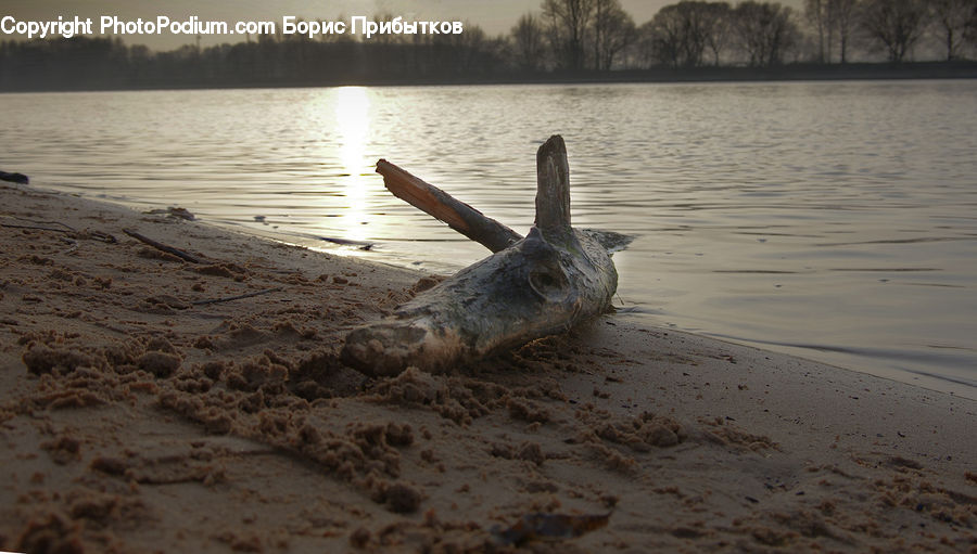 Beach, Coast, Outdoors, Sea, Water, Sand, Soil