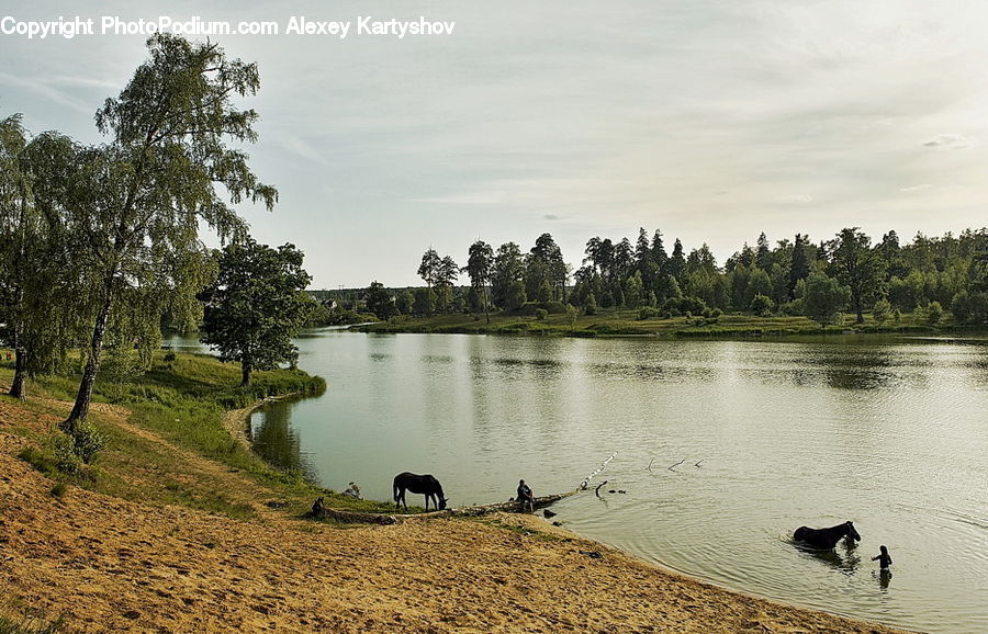 Plant, Tree, Outdoors, Pond, Water, Field, Grass