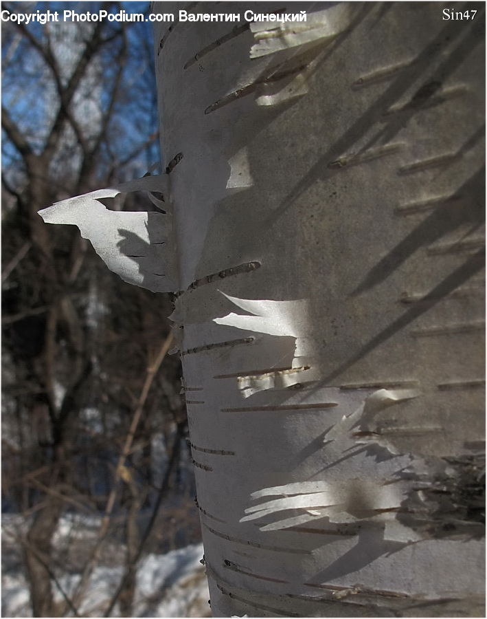 Birch, Tree, Wood, Pavement, Rock