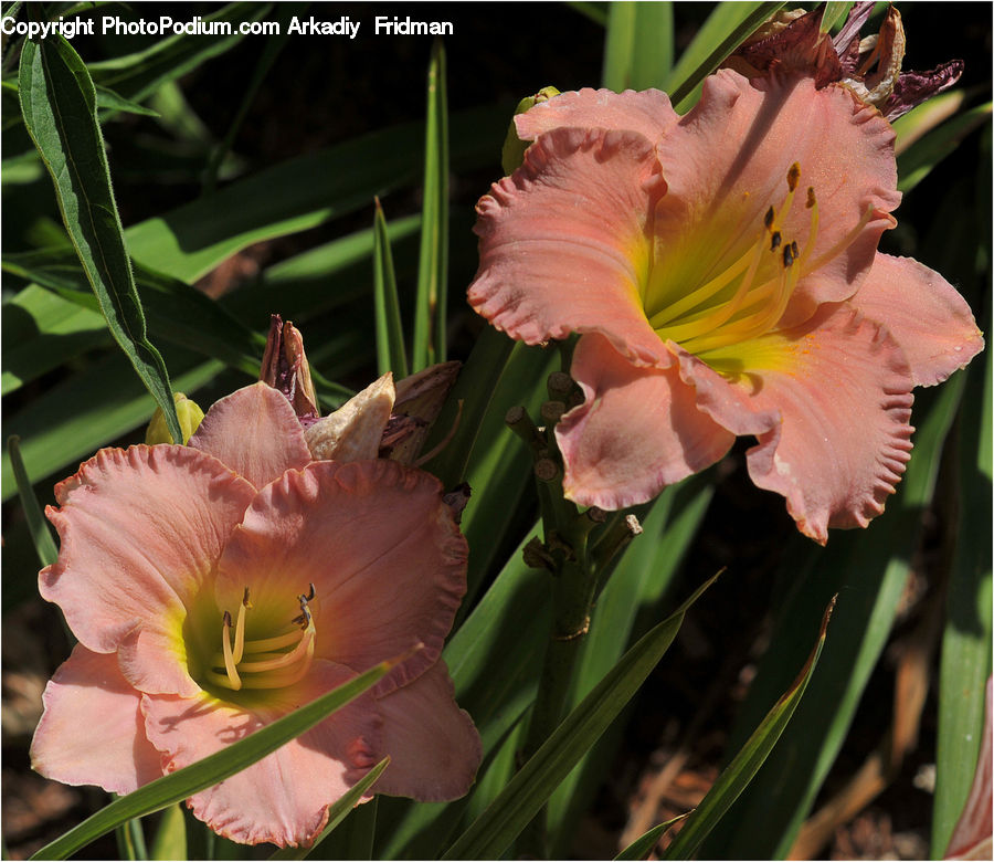 Flora, Flower, Gladiolus, Plant, People, Person, Human
