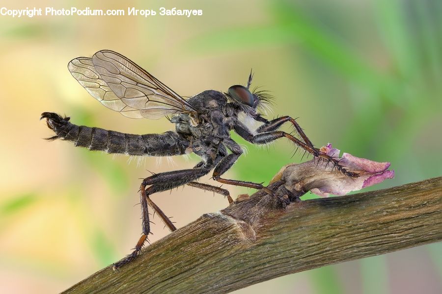 Asilidae, Insect, Anisoptera, Dragonfly, Invertebrate, Mosquito, Aphid