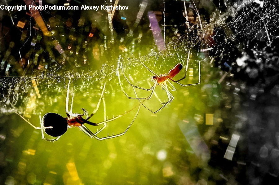 Arachnid, Garden Spider, Insect, Invertebrate, Spider, Bottle, Black Widow