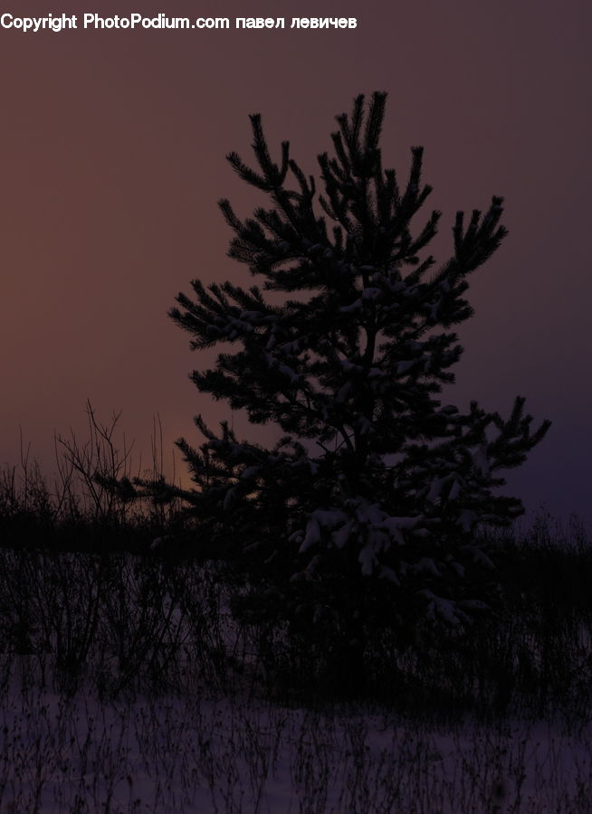 Conifer, Fir, Plant, Tree, Grass, Reed, Spruce