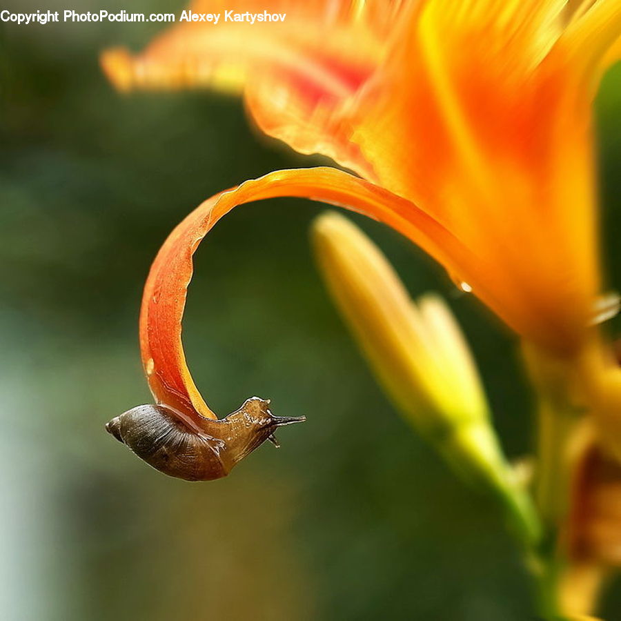 Flora, Pollen, Anther, Flower, Petal, Plant, Blossom