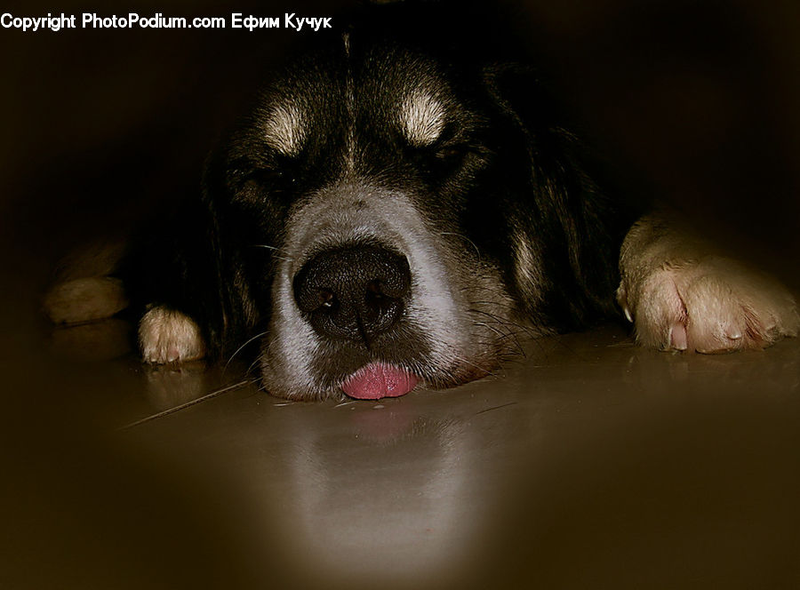 Animal, Canine, Cocker Spaniel, Dog, Mammal, Pet, Spaniel