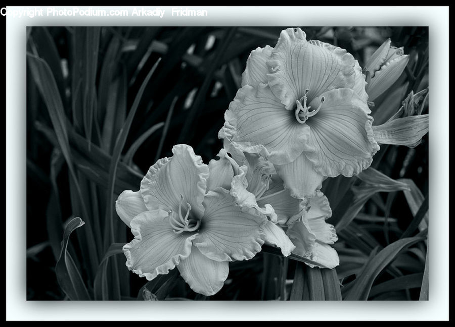 Blossom, Daffodil, Flora, Flower, Plant, Amaryllis, Peony