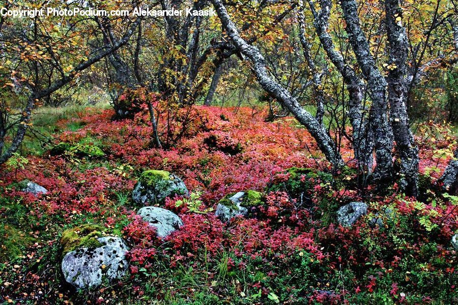 Bush, Plant, Vegetation, Forest, Grove, Land, Blossom