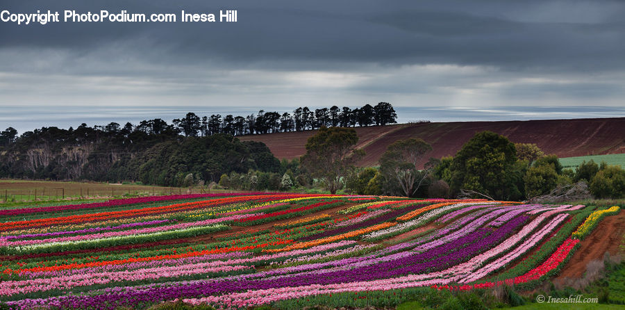 Lavender, Plant, Dirt Road, Gravel, Road, Blossom, Flora