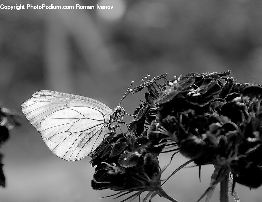 Wire, Insect, Invertebrate, Mosquito, Afro Hairstyle, Hair, Plant