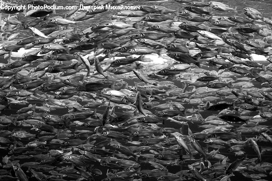 Fish, Herring, Sardine, Sea Life, Coal, Ground, Soil