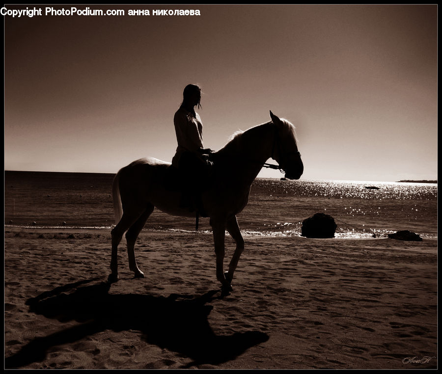 People, Person, Human, Animal, Colt Horse, Foal, Horse