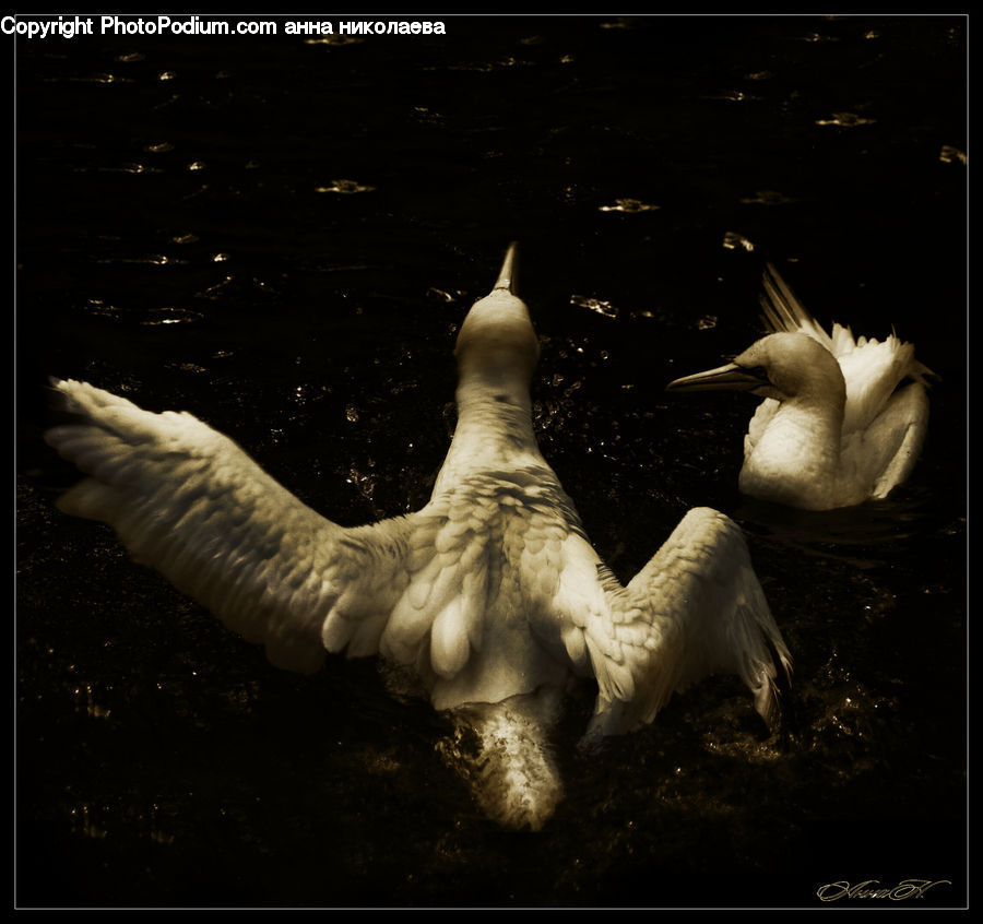 Bird, Swan, Waterfowl, Garlic, Plant, Beak, Art
