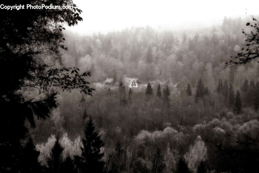 Frost, Ice, Outdoors, Snow, Conifer, Fir, Plant