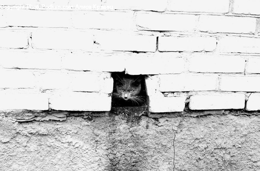 Brick, Hole, Fence, Wall, Animal
