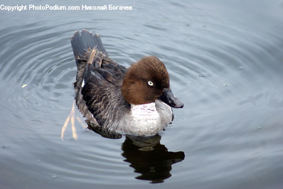 Bird, Duck, Teal, Waterfowl, Goose, Outdoors, Ripple