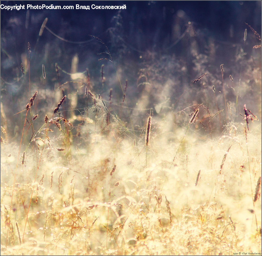 Field, Grass, Grassland, Plant, Land, Outdoors, Dirt Road