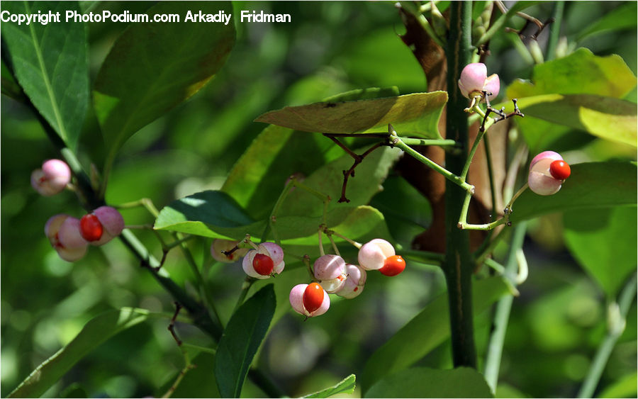 Cherry, Fruit, Bud, Plant, Blossom, Flora, Flower