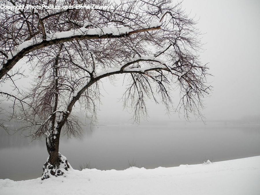 Ice, Outdoors, Snow, Plant, Tree, Birch, Wood