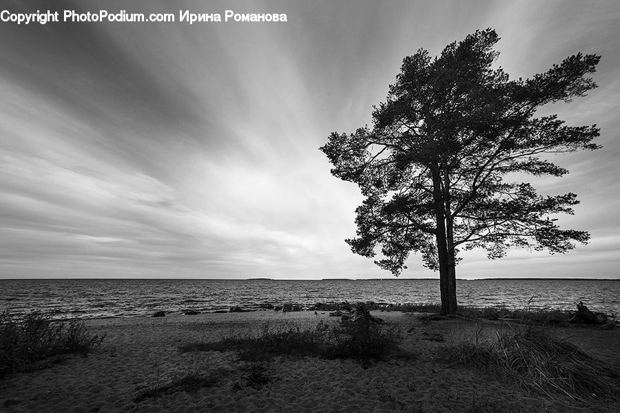 Plant, Tree, Oak, Wood, Outdoors, Sand, Soil
