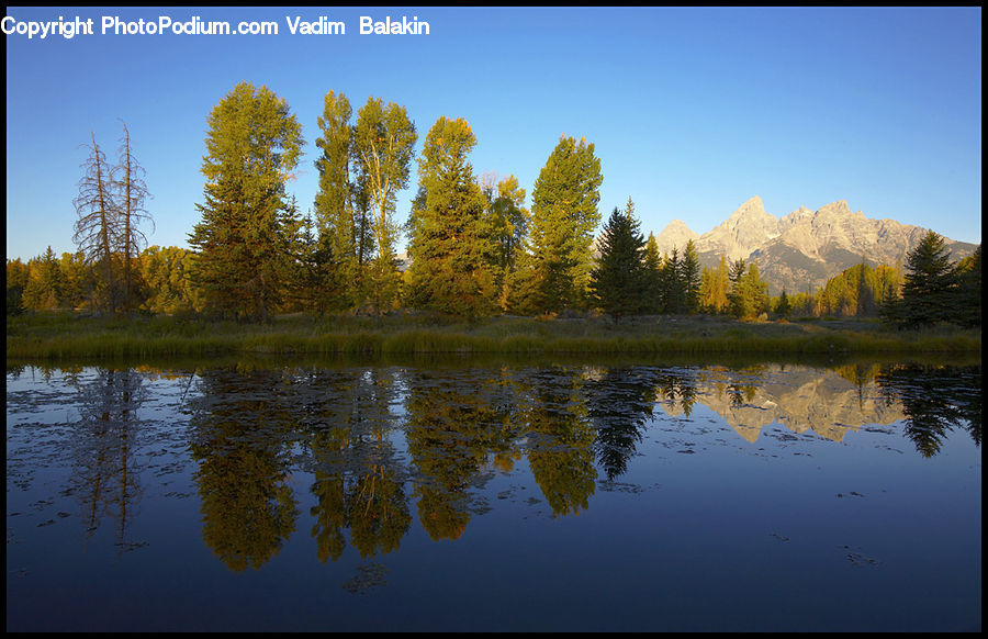 Lake, Outdoors, Water, Conifer, Fir, Plant, Tree