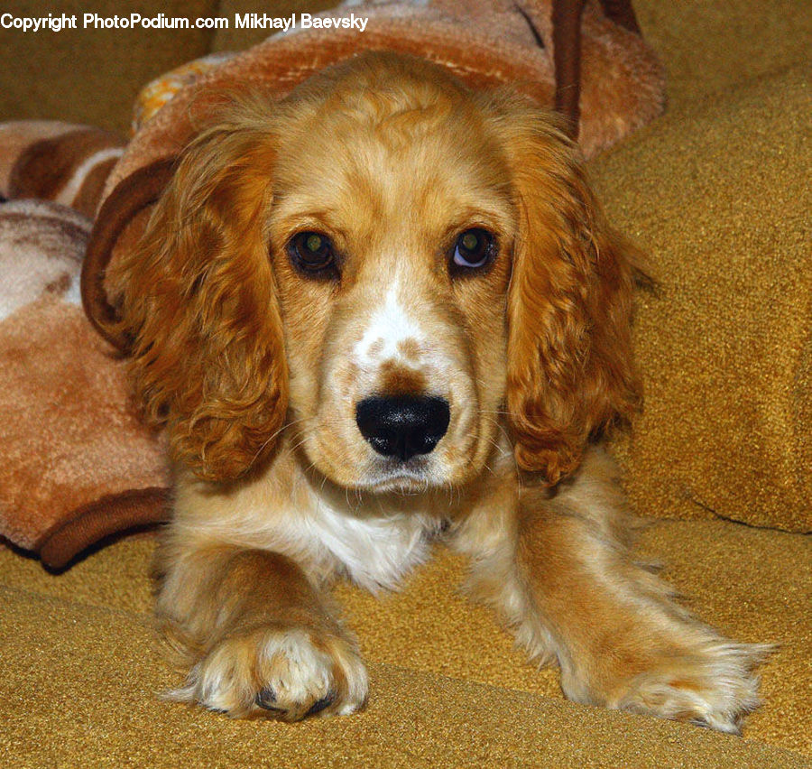 Animal, Canine, Dog, Mammal, Pet, Puppy, Cocker Spaniel