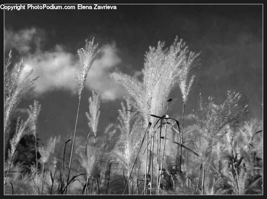 Grass, Plant, Reed, Field, Grassland, Blossom, Flora
