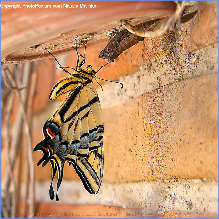 Butterfly, Insect, Invertebrate, Bee, Hornet, Wasp, Agaric