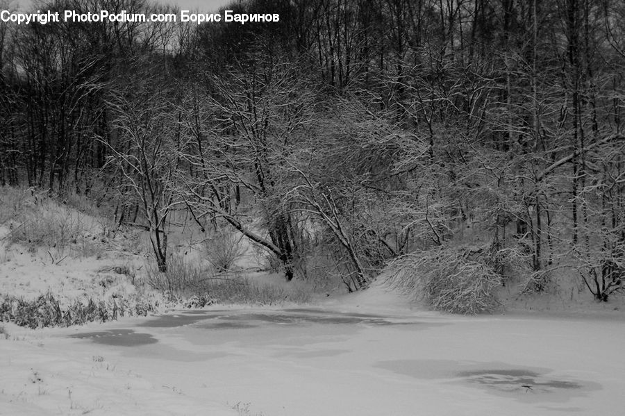 Ice, Outdoors, Snow, Sand, Soil, Forest, Vegetation
