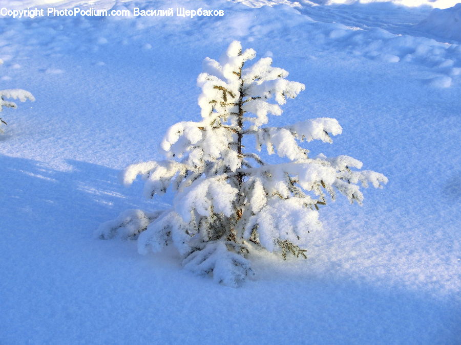 Ice, Outdoors, Snow, Conifer, Fir, Plant, Tree