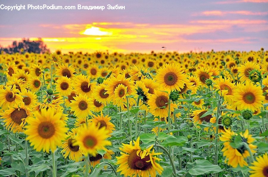 Blossom, Flora, Flower, Plant, Sunflower, Treasure Flower, Field