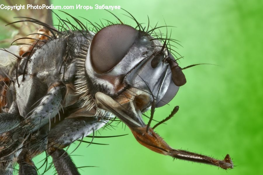 Asilidae, Insect, Andrena, Apidae, Bee, Bumblebee, Invertebrate