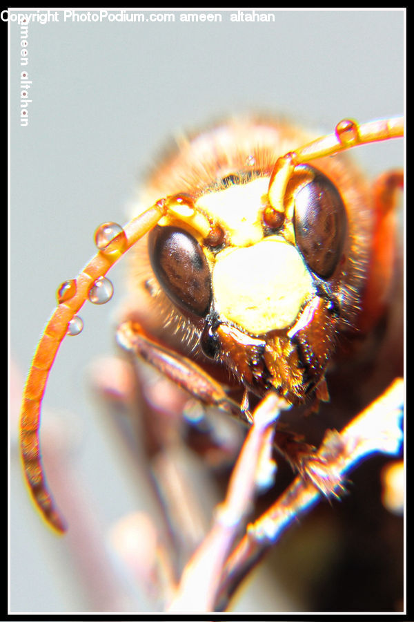 Bee, Insect, Invertebrate, Cockroach, Hornet, Wasp, Chocolate