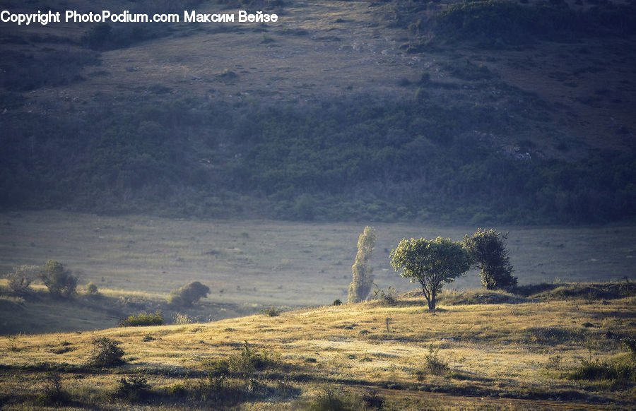 Field, Grass, Grassland, Land, Outdoors, Animal, Canine