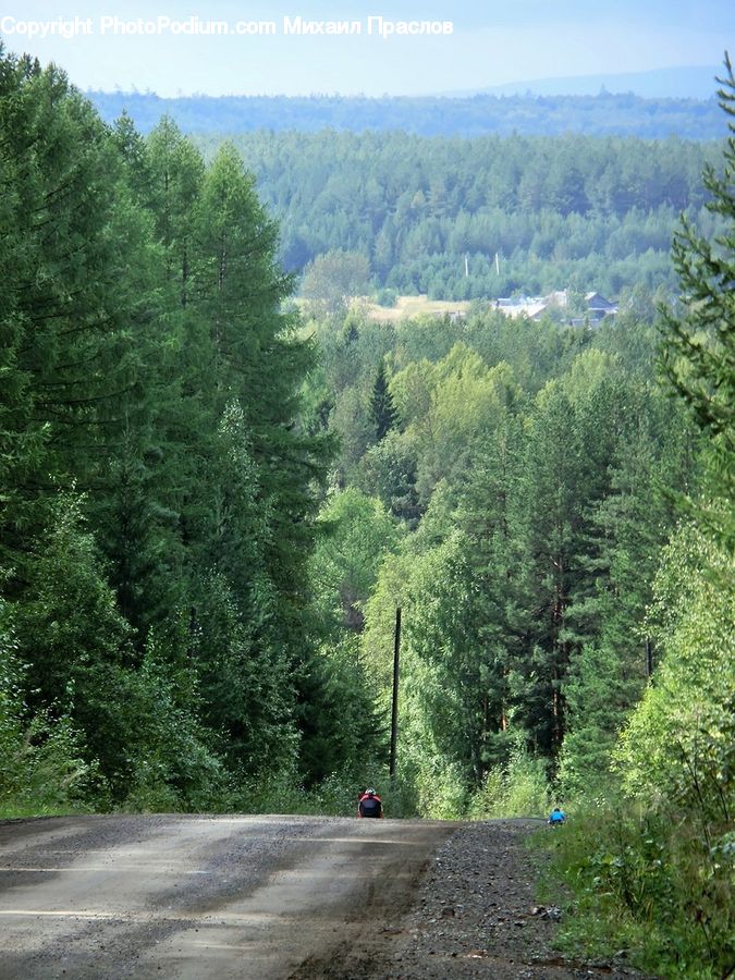 Dirt Road, Gravel, Road, Conifer, Fir, Plant, Tree