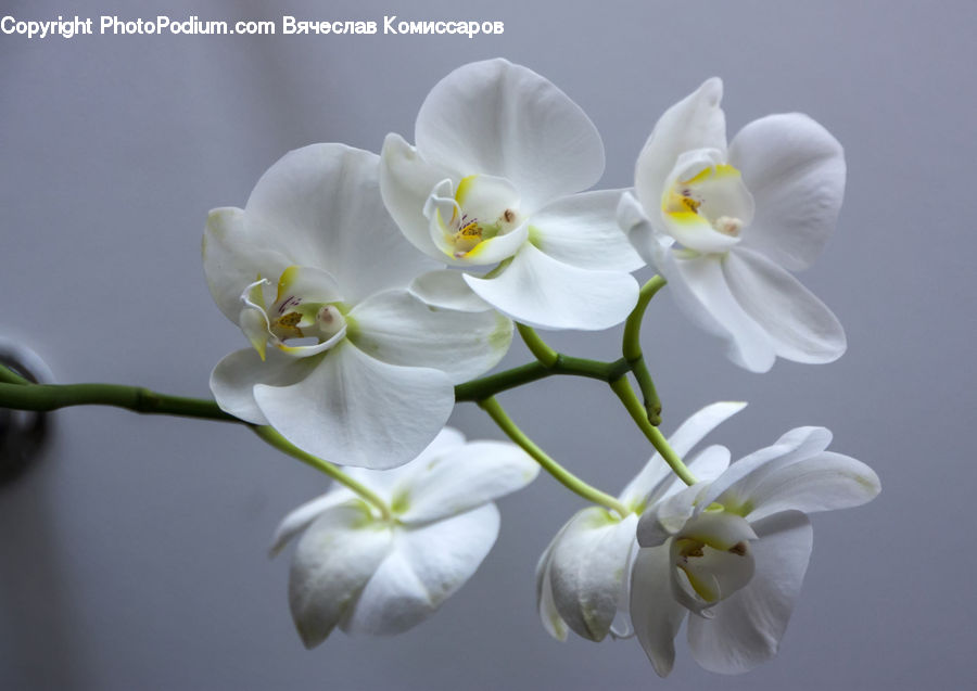 Blossom, Flora, Flower, Plant, Petal, Daffodil, Orchid