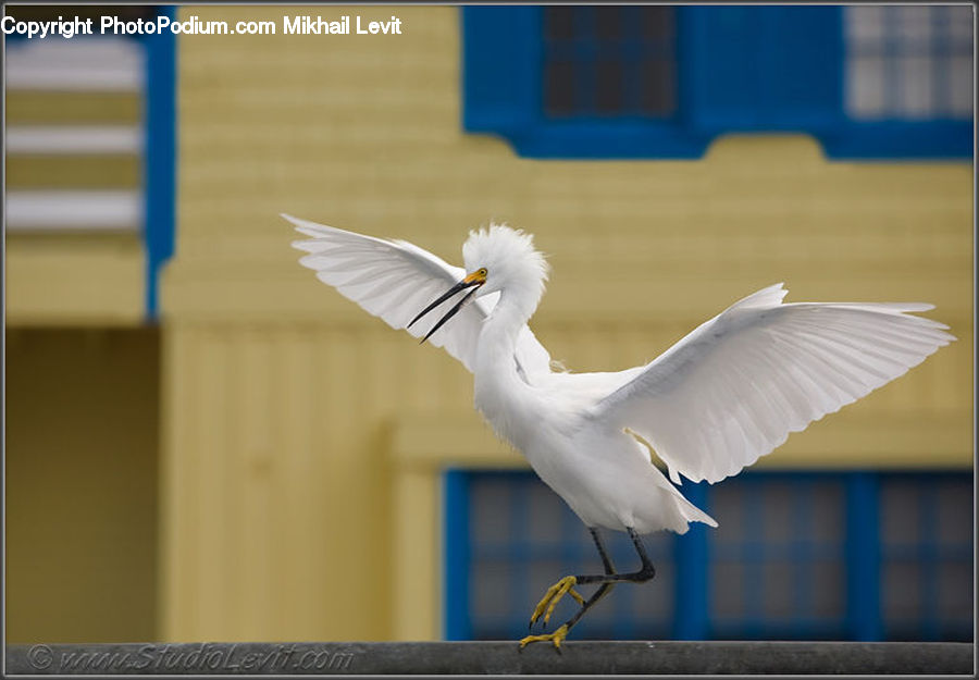 Bird, Seagull, Ardeidae, Crane Bird, Heron, Dove, Pigeon