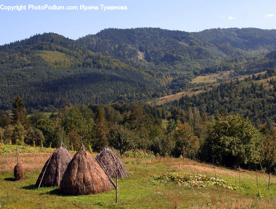 Building, Hut, Shelter, Outdoors, Wilderness, Conifer, Fir